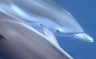  Seguimiento de cetáceos